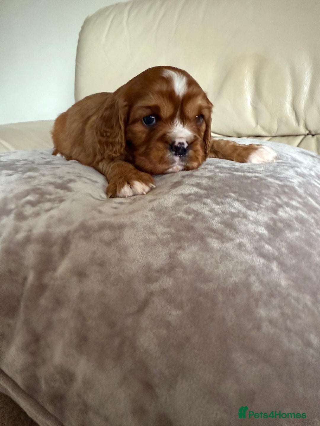 Cavalier King Charles Spaniel dogs for sale: Three King Charles Cavalier puppies  - Image 5