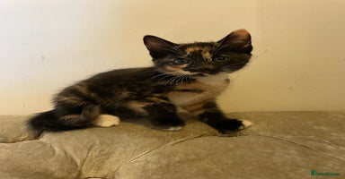 Mixed Breed cats - Advert 3