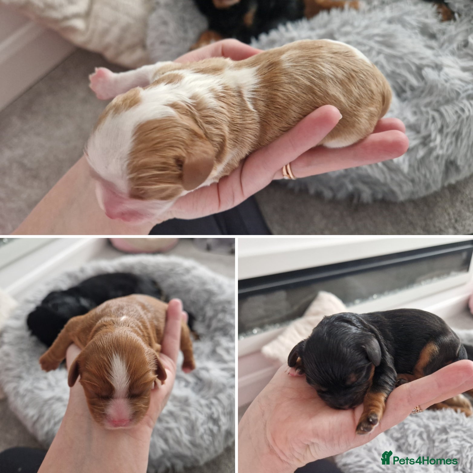 Cavalier King Charles Spaniel dogs 🐾 3 Beautiful KC Cavalier CKCS Puppies 🐾 in Newcastle upon Tyne - Advert 15