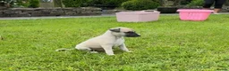 Whippet dogs for sale: Stunning Fawn Whippet Pups  in Winkleigh - Advert 17