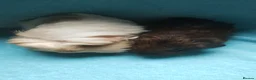 Guinea Pig rodents for sale: Beautiful pair of boys ready now  - Advert 5