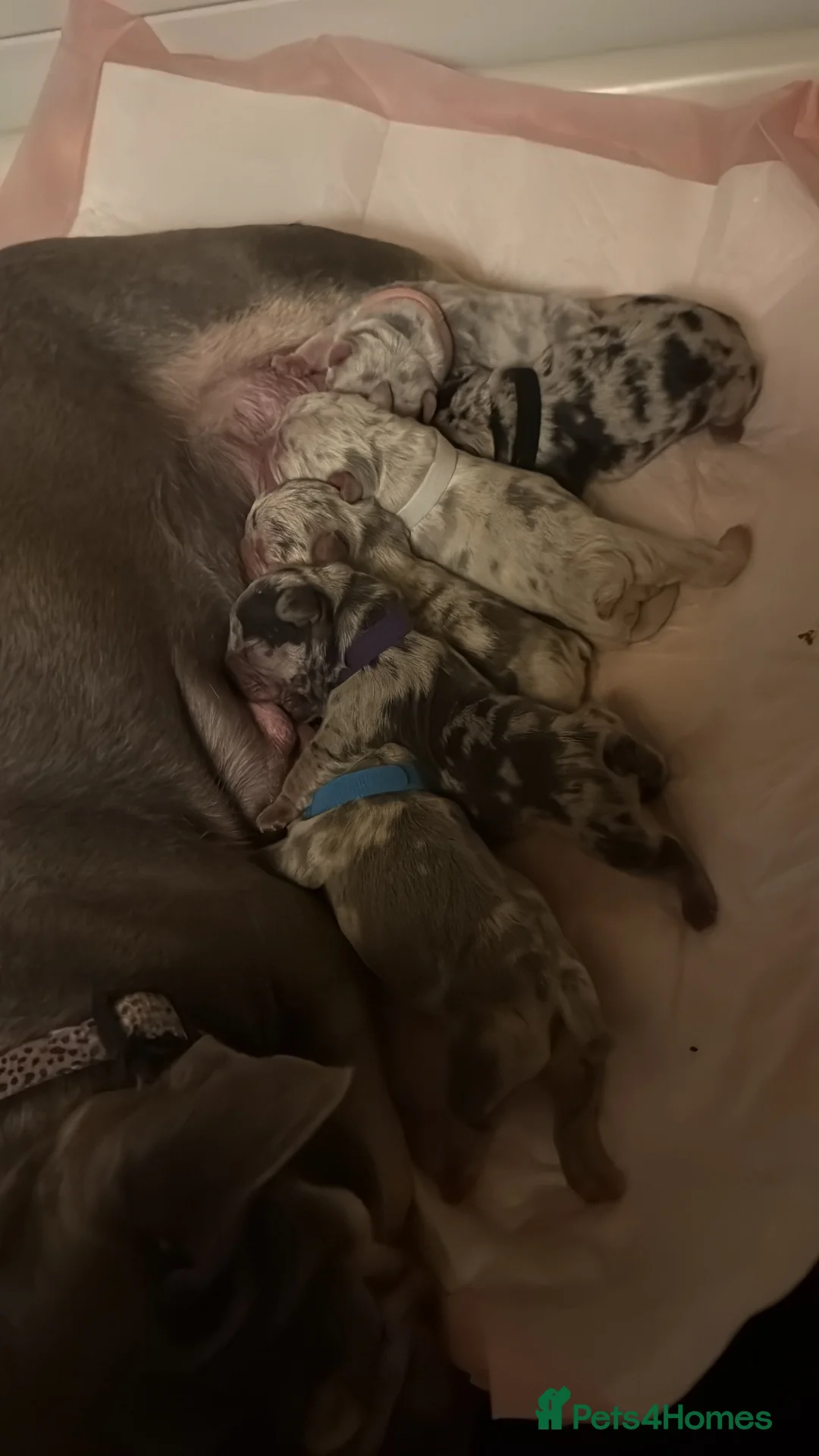 French Bulldog dogs for sale: Beautiful Frenchie Puppies Raised with Love 🐾 - Advert 19