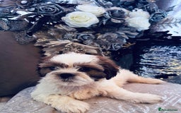 Shih Tzu dogs for sale: 🐶✨ Beautiful Shih Tzu Puppies for Sale! ✨🐶 - Image 4
