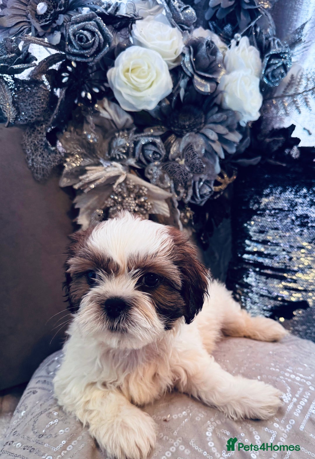 Shih Tzu dogs for sale: 🐶✨ Beautiful Shih Tzu Puppies for Sale! ✨🐶 - Image 4