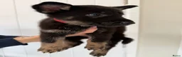 German Shepherd dogs for sale: Fully kc German Shepherd puppies  - Advert 6