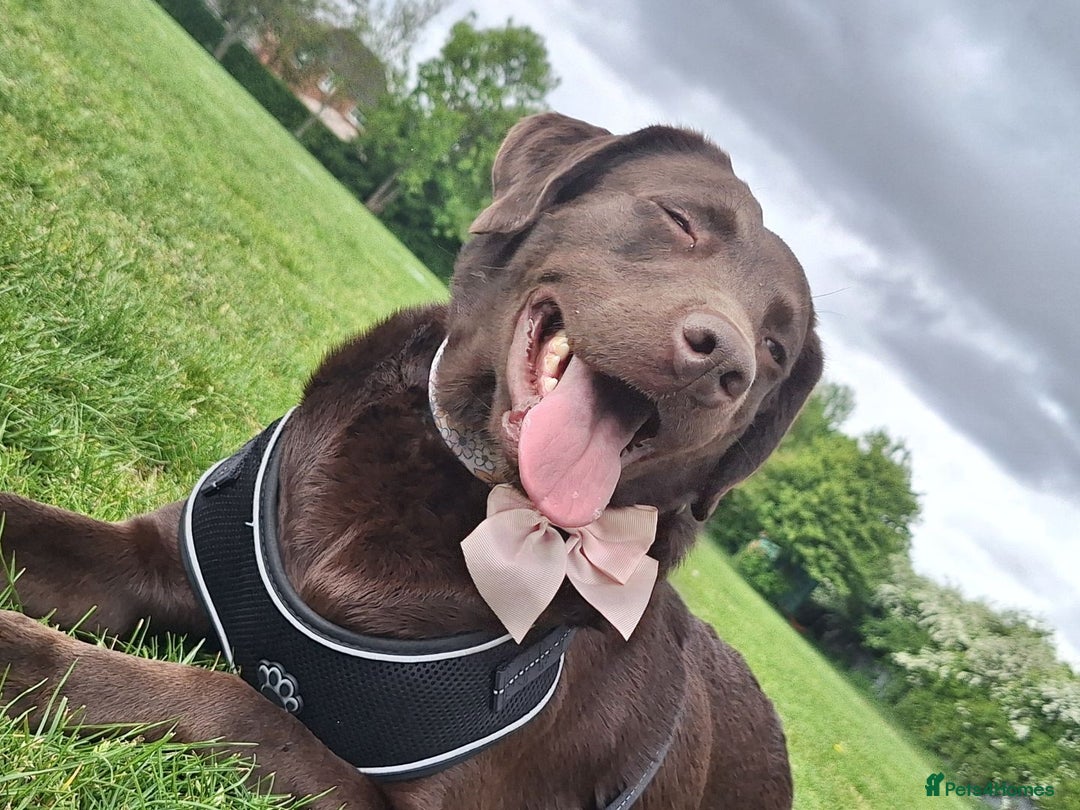 Labrador Retriever dogs for sale: Gorgeous chocolate female lab - Image 4