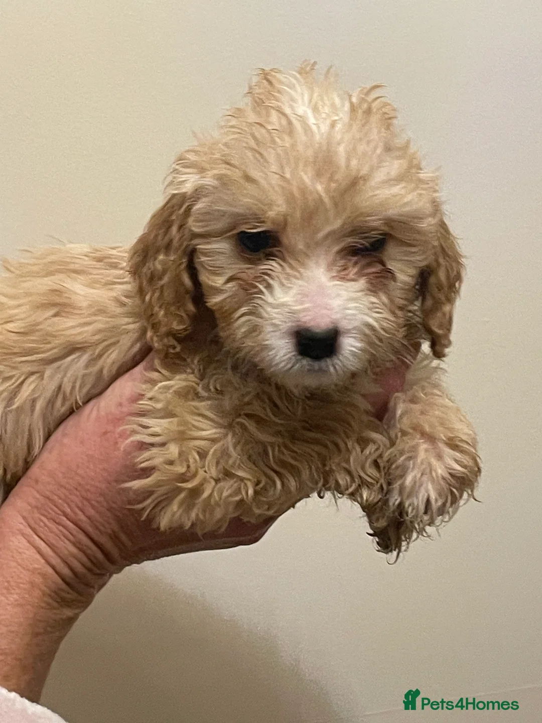 Cockapoo dogs for sale:  Cockapoo Puppies Ready for Loving Homes  - Advert 7