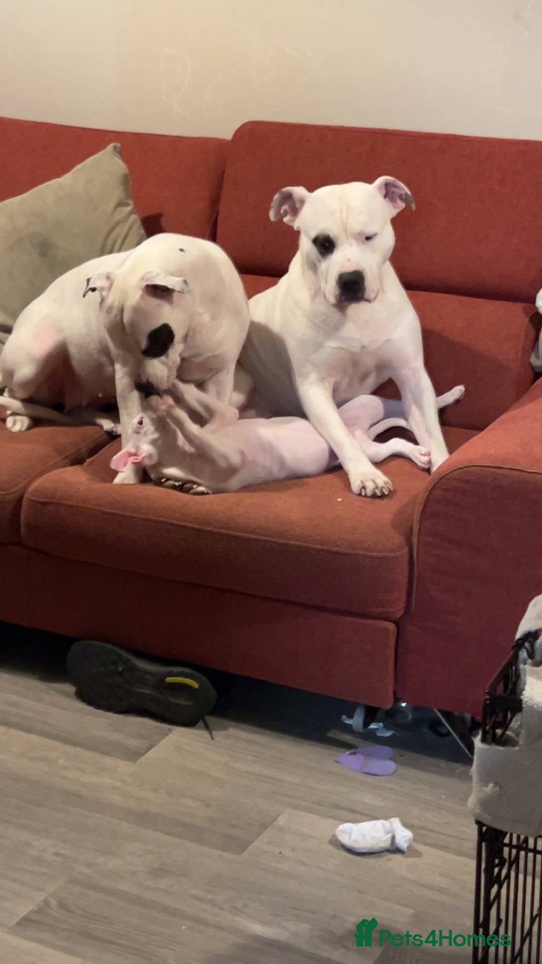 Mixed Breed dogs for sale: American bulldog x staffy - Advert 12