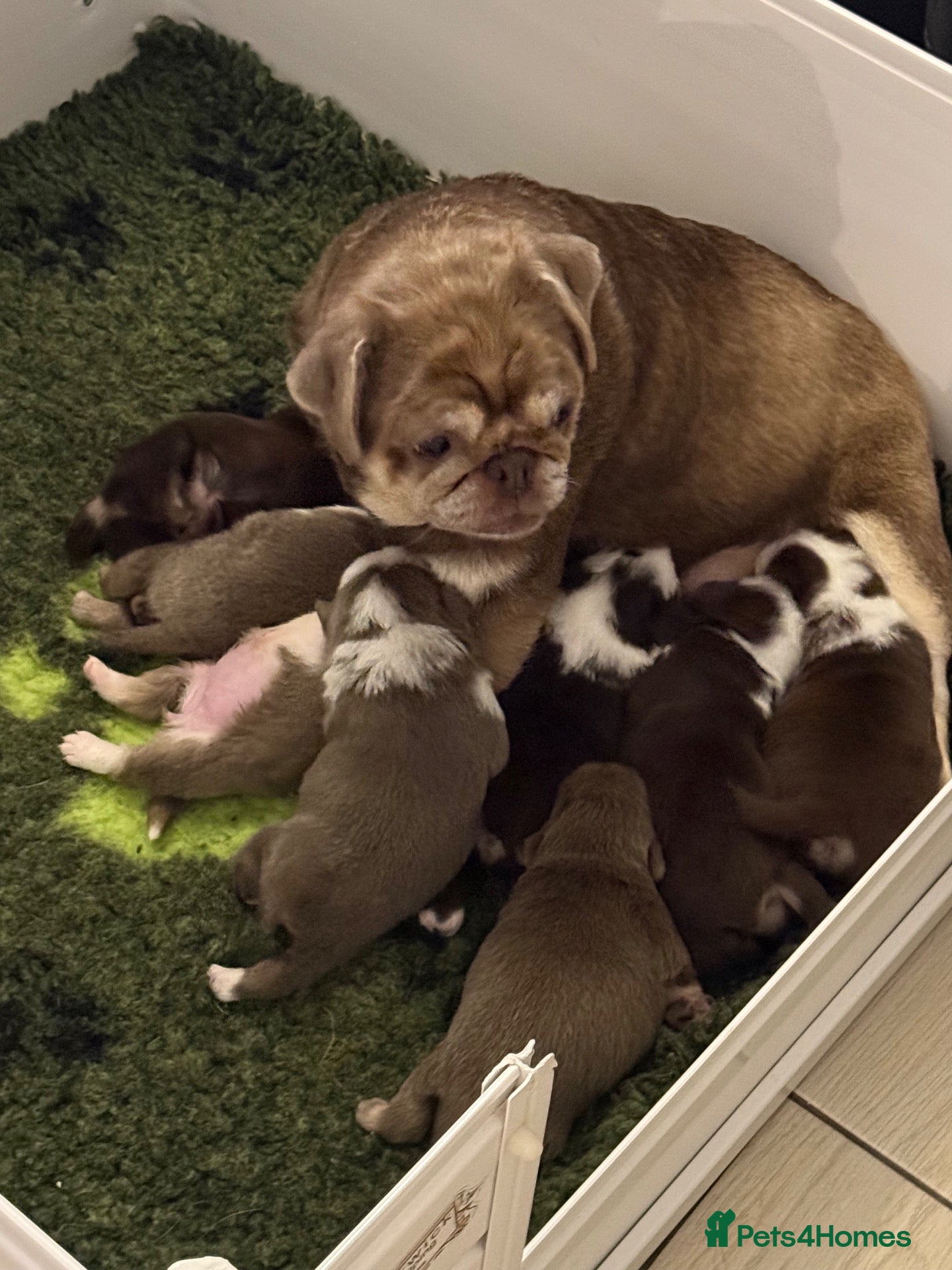 Pug dogs Kc lilac and chocolate pugs 5 star licensed  - Advert 1