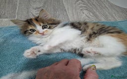 Maine Coon cats for sale: Absolutely Stunning Part Maine Coon Calico Female - Image 4