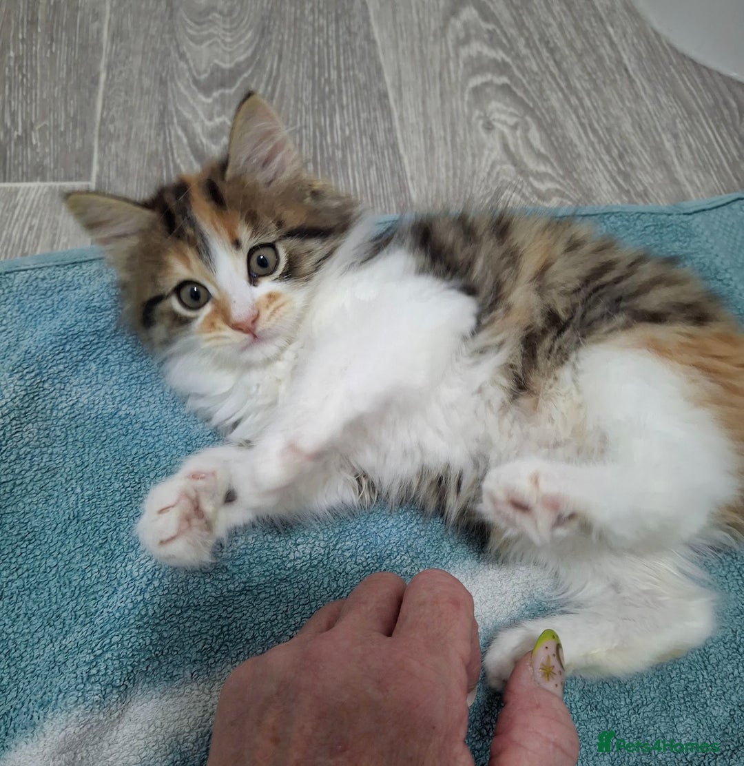 Maine Coon cats for sale: Absolutely Stunning Part Maine Coon Calico Female - Image 4