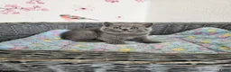 British Shorthair cats for sale: British Shorthair Kittens  - Advert 6