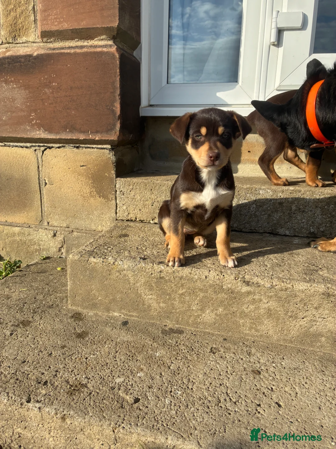 Australian Kelpie dogs for sale: Working Kelpies - Advert 2