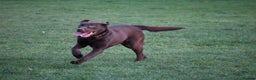 Labrador Retriever dogs for sale: Chocolate lab female  - Advert 14