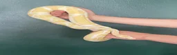 Python Snake reptiles for sale: Complete Setup With Female Royal Python - Advert 4