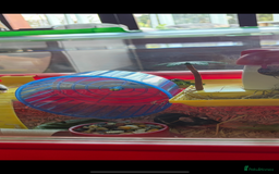 Mouse rodents for sale: Mouse & cage for sale - Image 1
