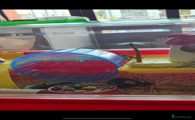 Mouse rodents - Advert 1