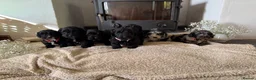 Cockapoo dogs for sale: Health tested F1 Cockapoos  - Advert 3