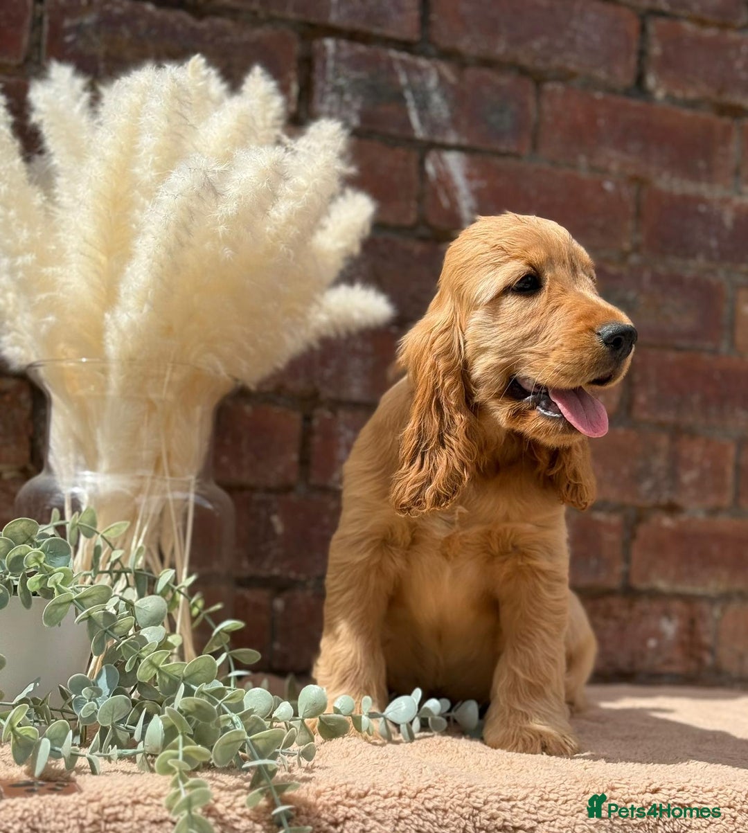 Cocker Spaniel dogs for sale: Show cocker spaniel in Bradford - Image 22