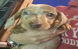 Miniature Dachshund dogs for sale: dapple pups - Image 7