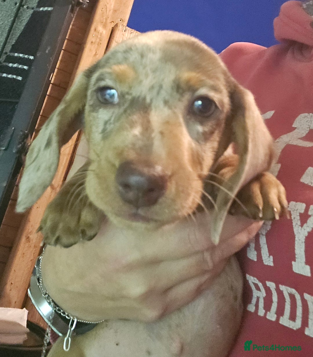 Miniature Dachshund dogs for sale: dapple pups - Image 7