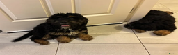 Bernedoodle dogs for sale: Premium Bernedoodle Puppies - Advert 1