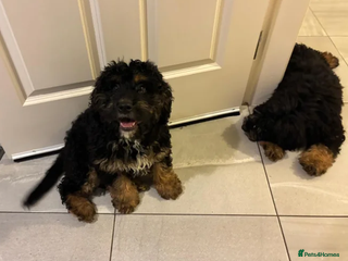 Bernedoodle dogs Premium Bernedoodle Puppies - Advert 1