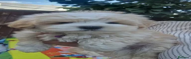Havanese 5