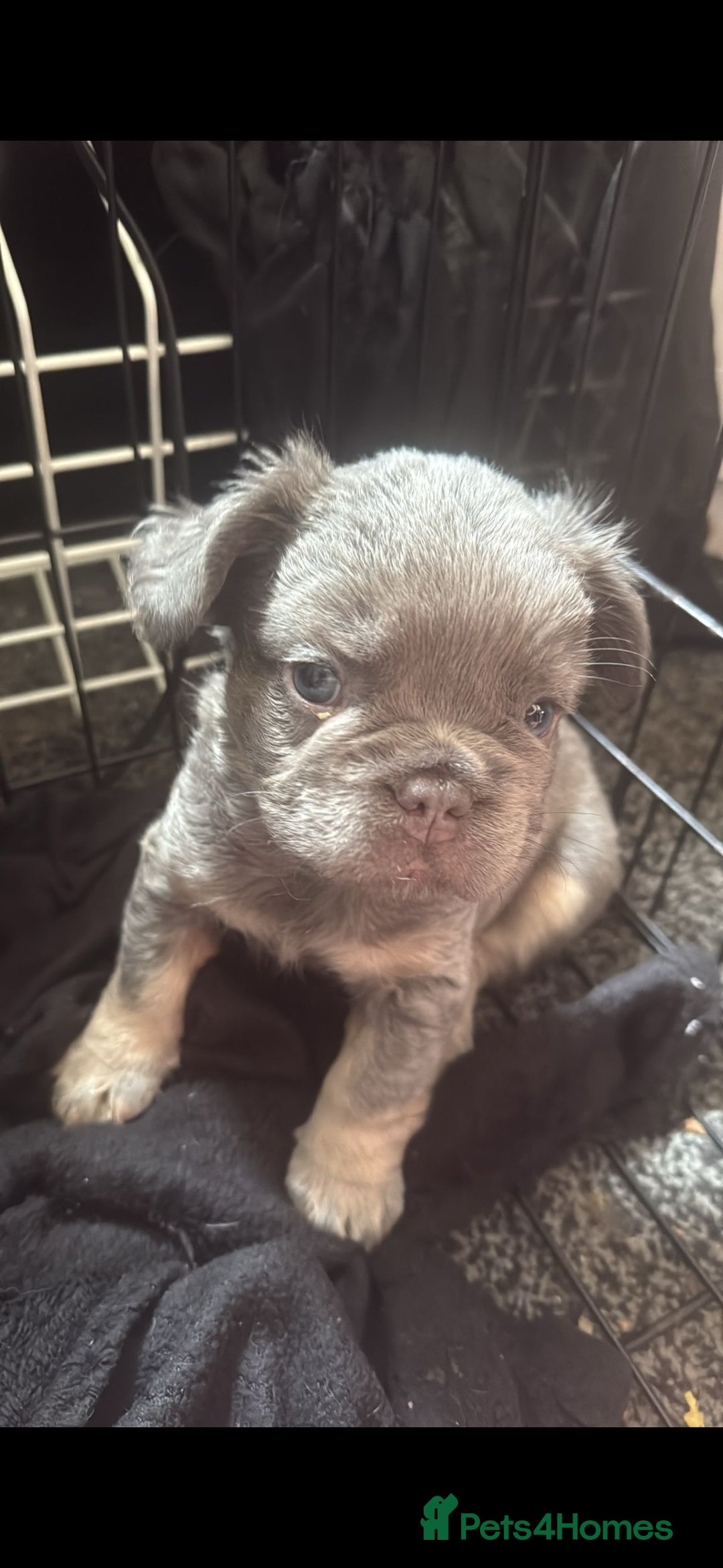 French Bulldog dogs for sale: French bulldogs  - Image 16