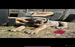 Mixed Breed dogs for sale: HUGE “TRI” MERLE CANE CORSO PUPPIES FOR SALE - Image 11