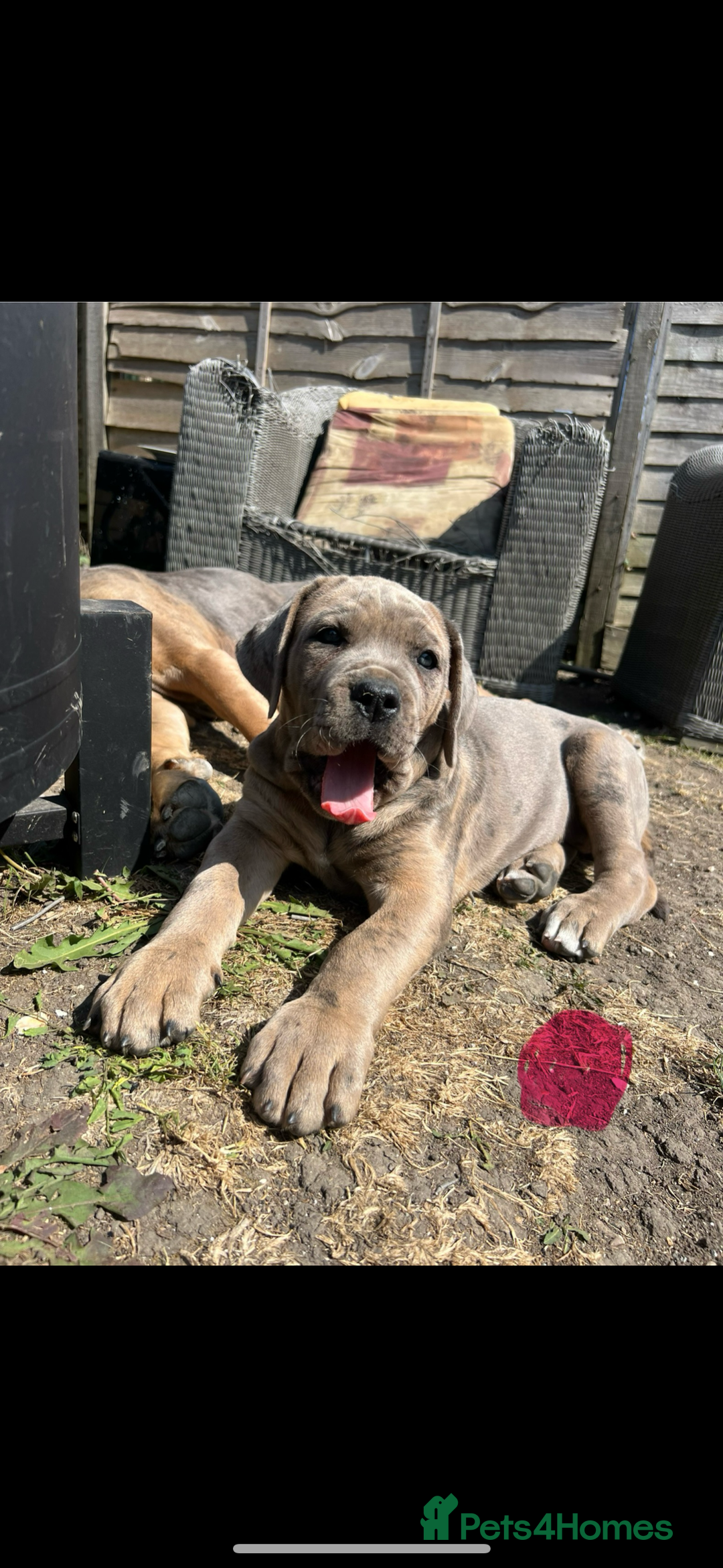 Mixed Breed dogs for sale: HUGE “TRI” MERLE CANE CORSO PUPPIES FOR SALE - Image 11