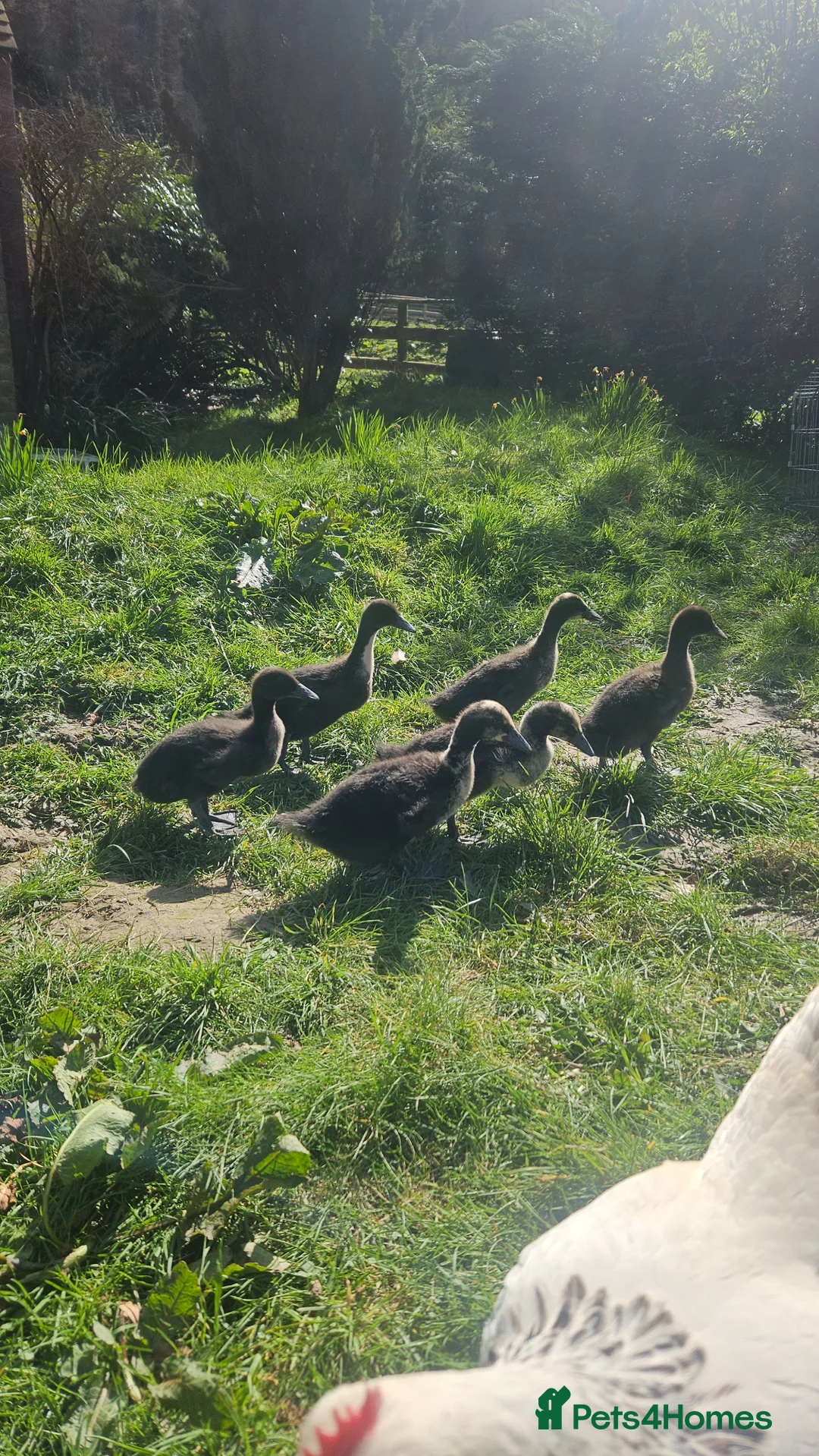 Ducks poultry for sale: Lovely ducklings  - Advert 4