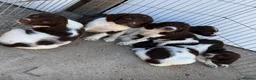 English Springer Spaniel dogs for stud: COI 5.9% English Springer Spaniel STUD  - Advert 14