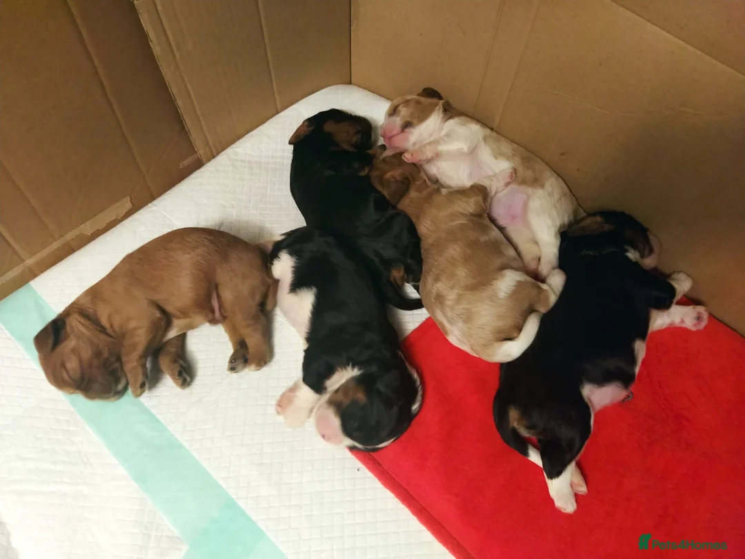 Cavalier King Charles Spaniel dogs for stud: Stunning Cavalier Stud, Elite Import. in Market Drayton - Advert 8