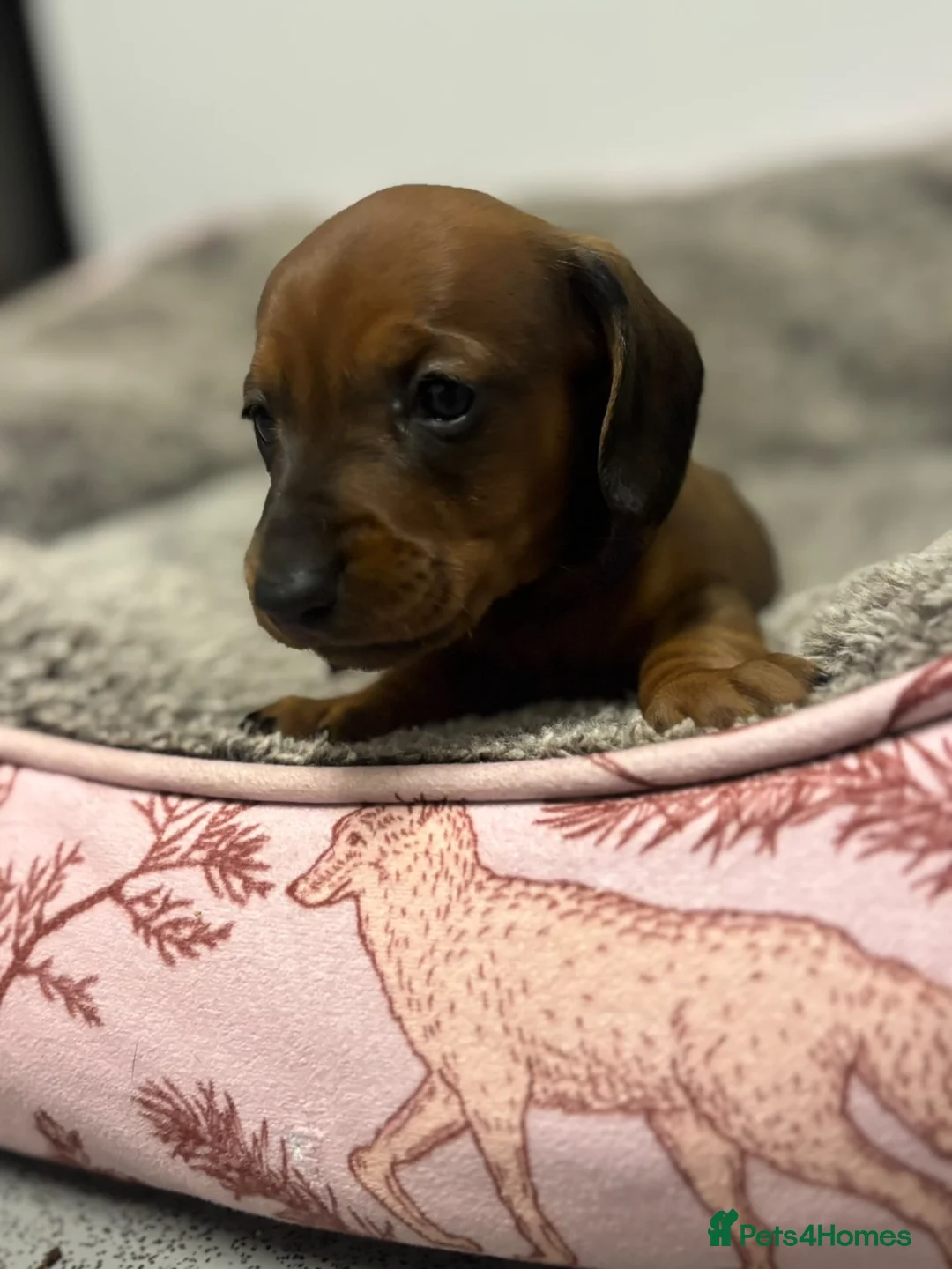 Miniature Dachshund dogs for sale: Beautiful litter of miniature Dachshund  - Advert 2