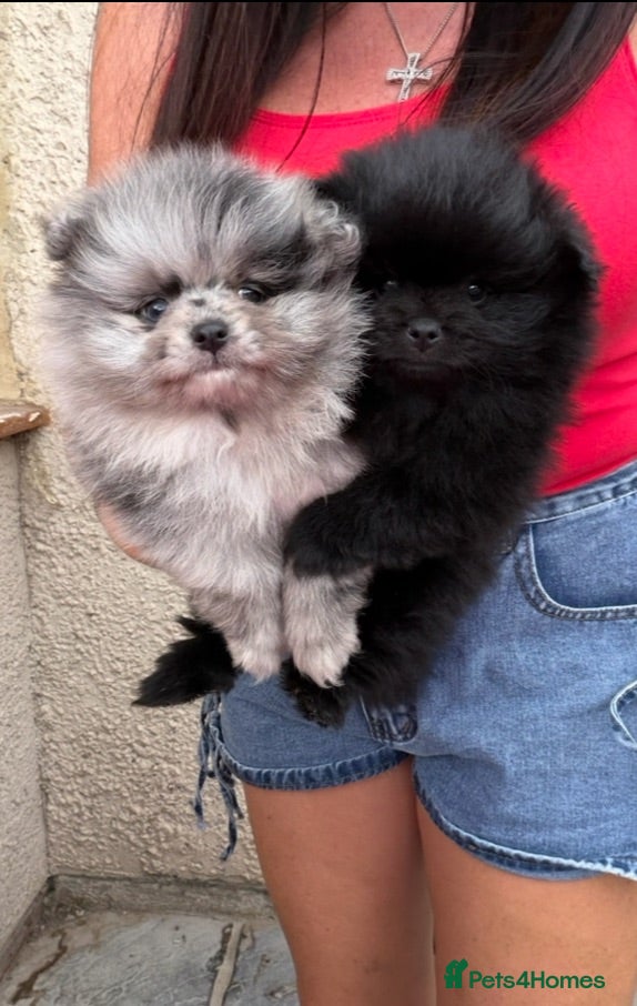 Pomeranian dogs 🧸 TOP QUALITY TEDDY BEAR POMS 🧸 - Advert 12