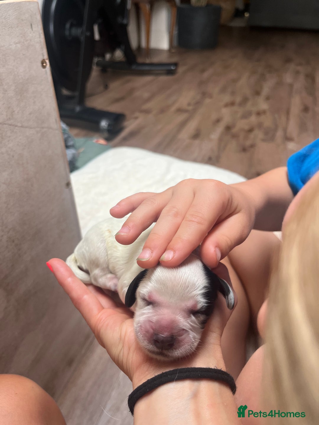 Cocker Spaniel dogs for sale: Beautiful Working Cocker Spaniel Puppies for Sale - Image 7