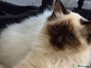 Ragdoll cats Stunning Ragdoll kittens READY TO COLLECT TODAY - Advert 1