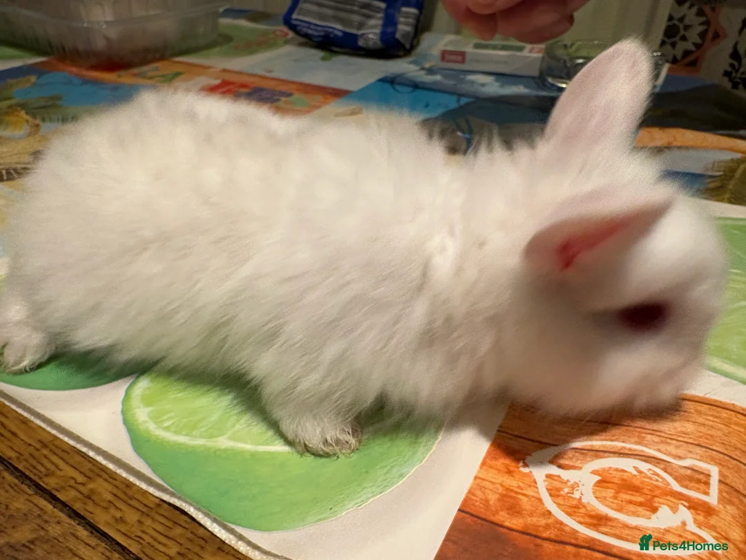 Lionhead rabbits for sale: 4 Lionhead bunnies for sale- mixed  - Advert 8