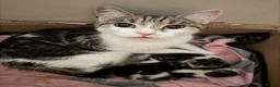 British Shorthair cats for sale: Kitten’s  in Darlington - Advert 1