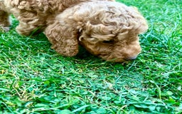 Cockapoo dogs for sale: Mini Cockapoo Puppies Kent - Image 35