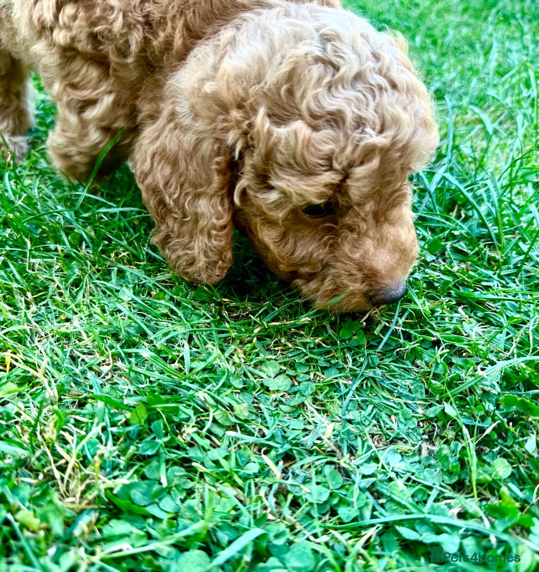 Cockapoo dogs for sale: Mini Cockapoo Puppies Kent - Image 35