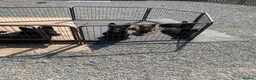 German Shepherd dogs for sale: German shepherd puppies - Advert 6
