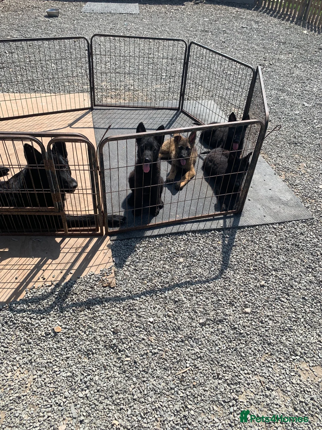German Shepherd dogs for sale: German shepherd puppies - Advert 6