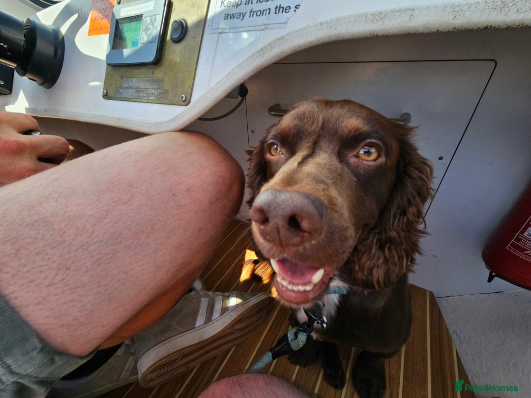 Cocker Spaniel dogs for sale: KC Working Cocker Spaniel Puppies - Advert 10