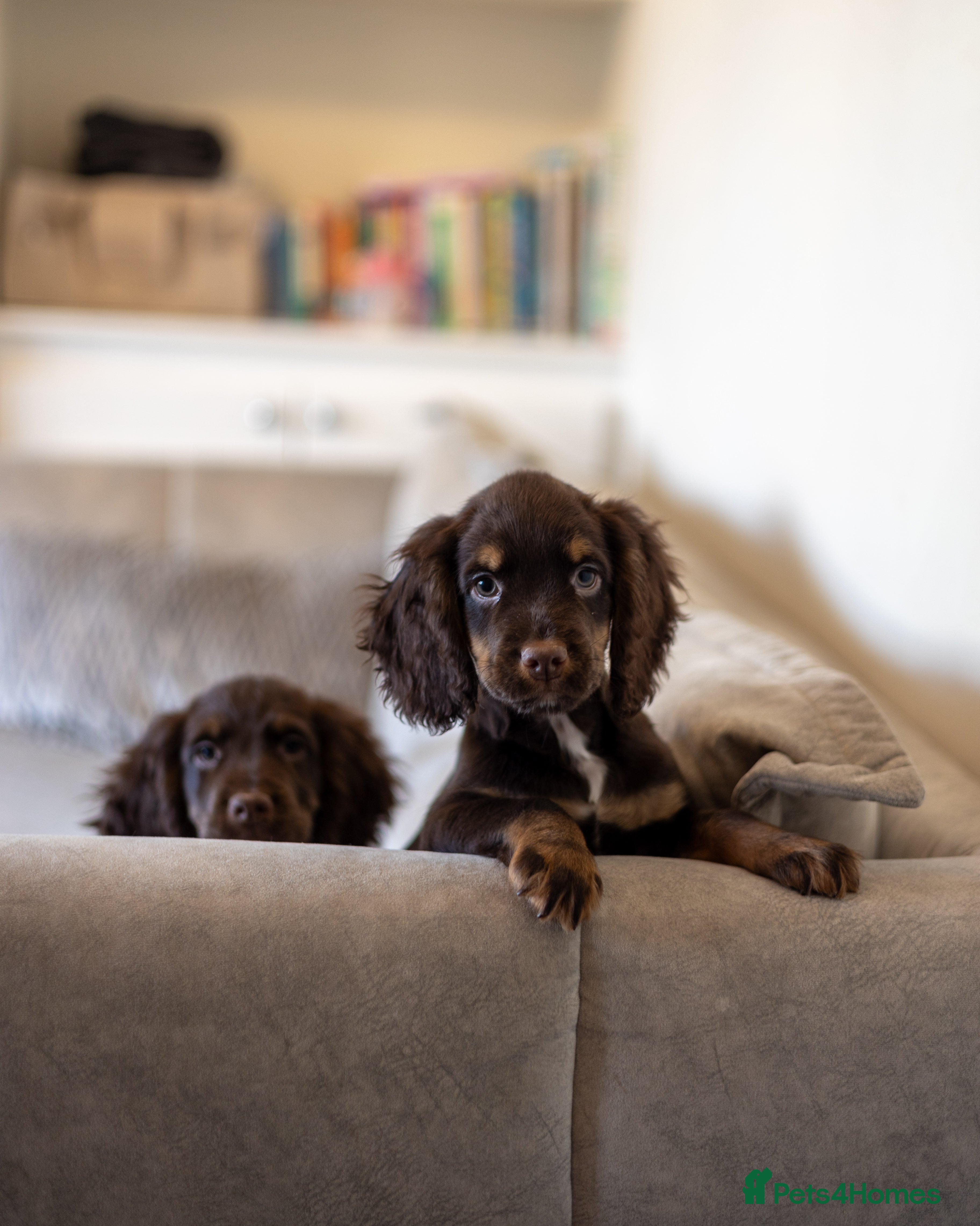 Cocker Spaniel dogs Cocker spaniel puppies  - Advert 5