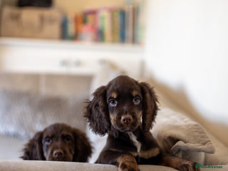 Cocker Spaniel dogs Cocker spaniel puppies - Advert 1