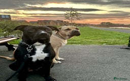 Cane Corso dogs for sale: Cane Corso Puppies for Sale - Image 20