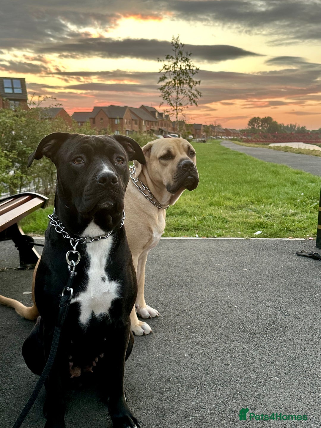 Cane Corso dogs for sale: Cane Corso Puppies for Sale - Image 20