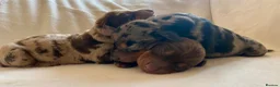 Miniature Dachshund dogs for sale: Outstanding Litter KC Miniature Dachshunds  - Advert 11